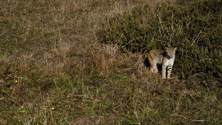 Drone Bobcat