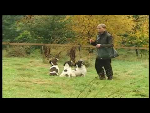 MODERN GUNDOG TRAINING SPRINGER SPANIEL PART 4 - YouTube