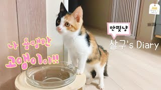 [Eng Sub] Salgoo’s Diary (Daily life of cute Kitten.)