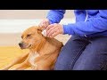 Zymox Ear Solution for Dogs and Cats | Chewy