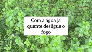 Limpeza Energética Com Erva Levante.