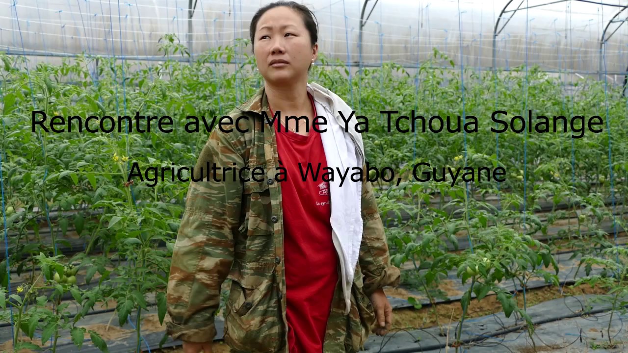 Greffage des solanacées pour lutter contre le flétrissement bactérien