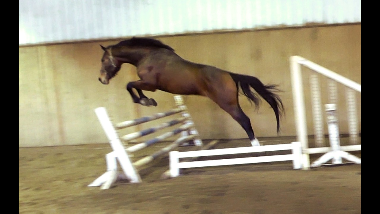 Luxiano Z, March 2026