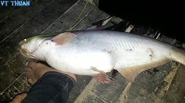 Câu cá Trà Vinh: (Tập 3) Câu Cá Tra Sông 9kg