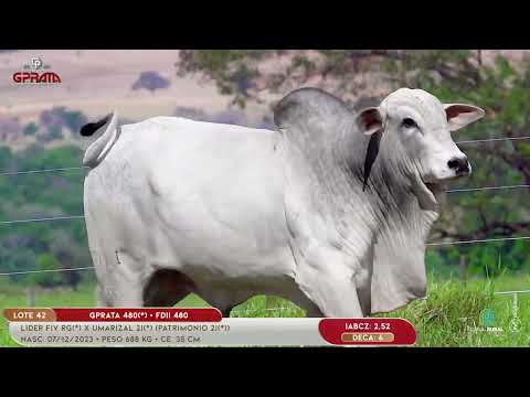 LOTE 42