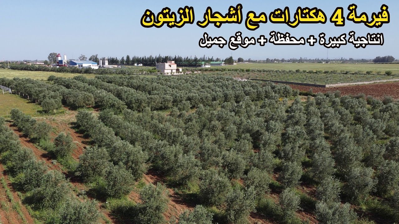 ✨فيرمة معتبرة مليئة بأشجار الزيتون والحظائر الجاهزة بمنطقة رااااائعة جدا ✨تيفلت