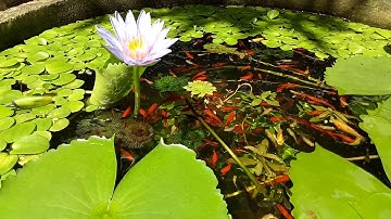 Nuôi cá hồ xi măng 2018 - Ngắm hoa súng nở trong hồ cá