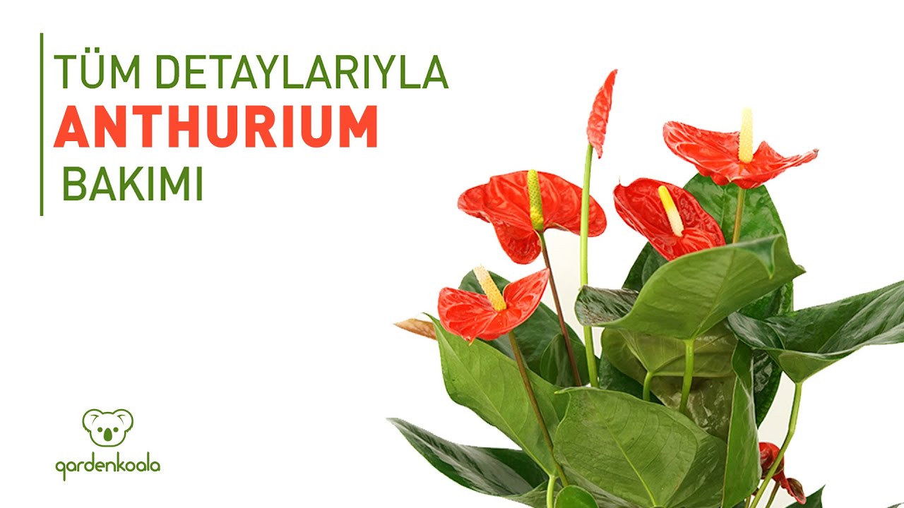 Tüm Detaylarıyla Anthurium-Antoryum Bakımı (Gardenkoala)