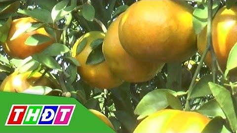 Khám phá vườn quýt Hồng Lai Vung dịp Tết | THDT