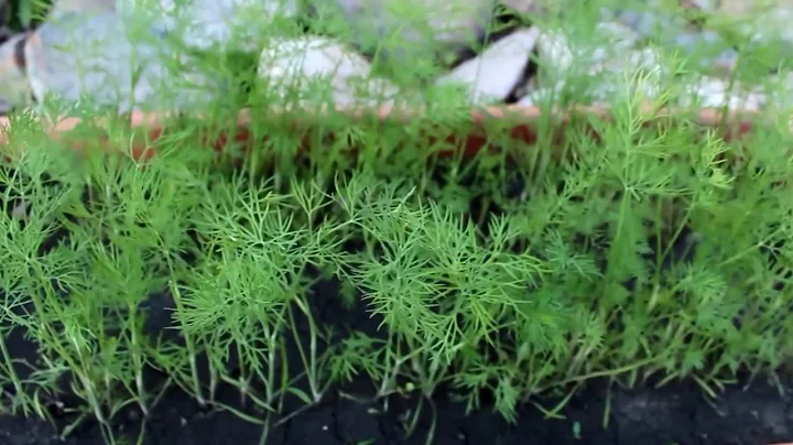 How to Grow and Harvest Dill