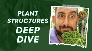 🔍 Houseplant Mysteries: Decoding Plant Structural Clues - Episode 2 🌵 screenshot 3