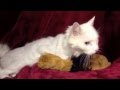 Video of Hyperthyroid Cat Playing After Treatment