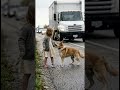The dog risk his life to save the little girl