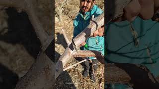 "Professional Tree Branch Pruning with a Saw | Amazing Growth and Stunning Tree Beauty!" #pruning