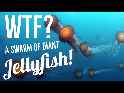 Video: Ubur-ubun Jellyfish Yang Ditemui Di Cornwall