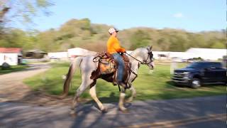Tyler riding Tonto at McNatt Farms, This 3 year old homozygous spotted stud for sale