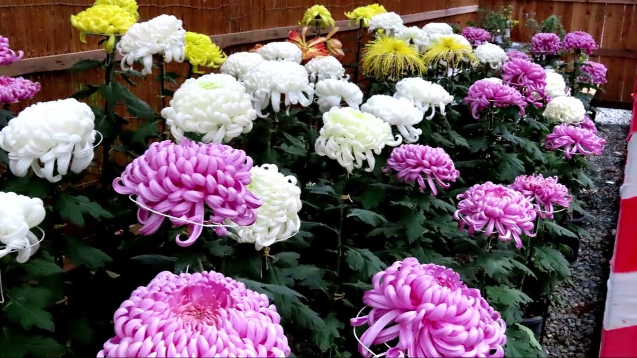 彌彦神社奉納菊花展（25 11・1～11・24）