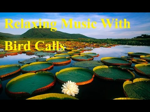 40 Minute Relaxing Music With Smooth Music Bird Calls