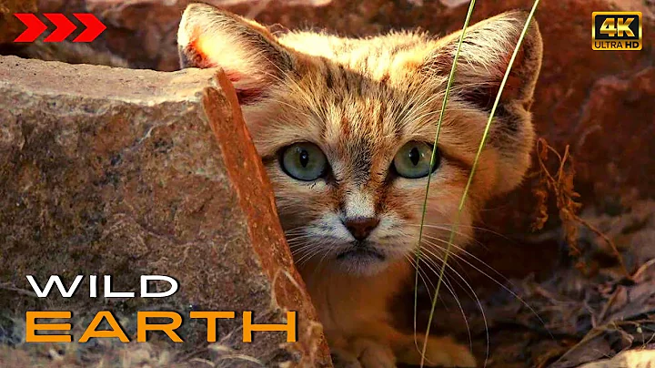 Sand cats - King of the Desert [4K] WILD Earth
