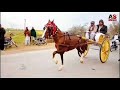 Basha horse  hashim khan  all pakistan tanga race  tanga race