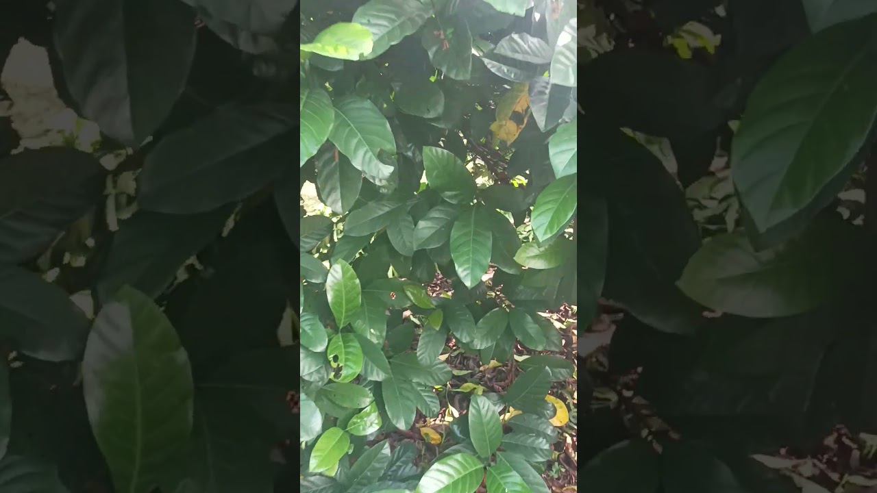 Pangkas kopi excelsa, kopi dengan daun menyala 