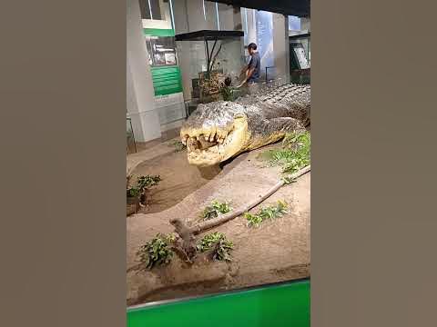 The largest saltwater crocodile in captivity it took around100 people