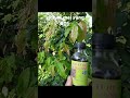 kích rễ mai vàng A01 #caycanh #bonsai