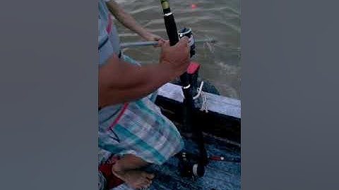 Câu cá bông lau cần giờ