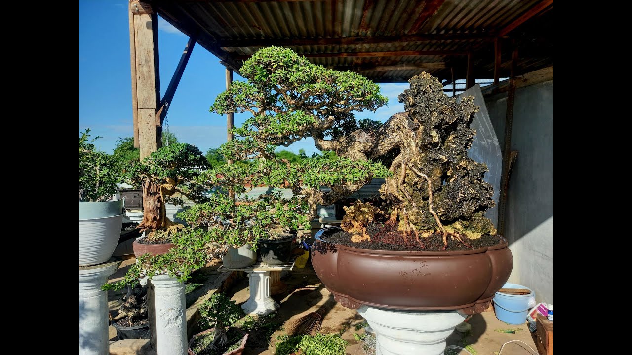 BONSAI INSPIRASI INDONESIA santigi bonsaisantigi YouTube