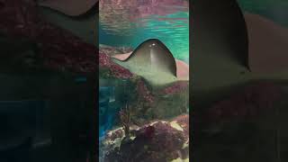 Ray Fish?? youtubeshorts tiktokviral rayfisher aquarium