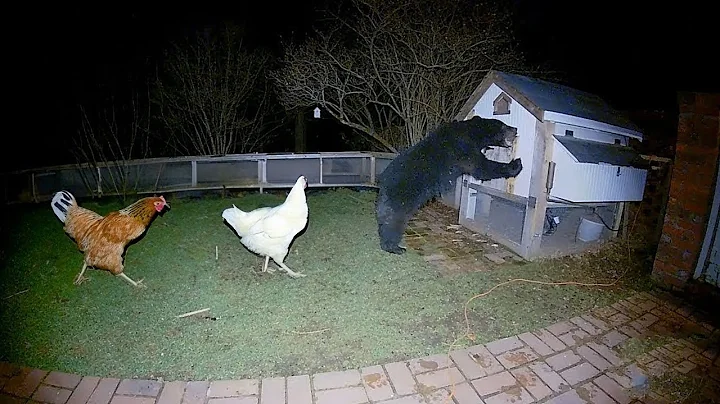 Bear Messed With Wrong Chicken Coop — Crazy Animal Encounters