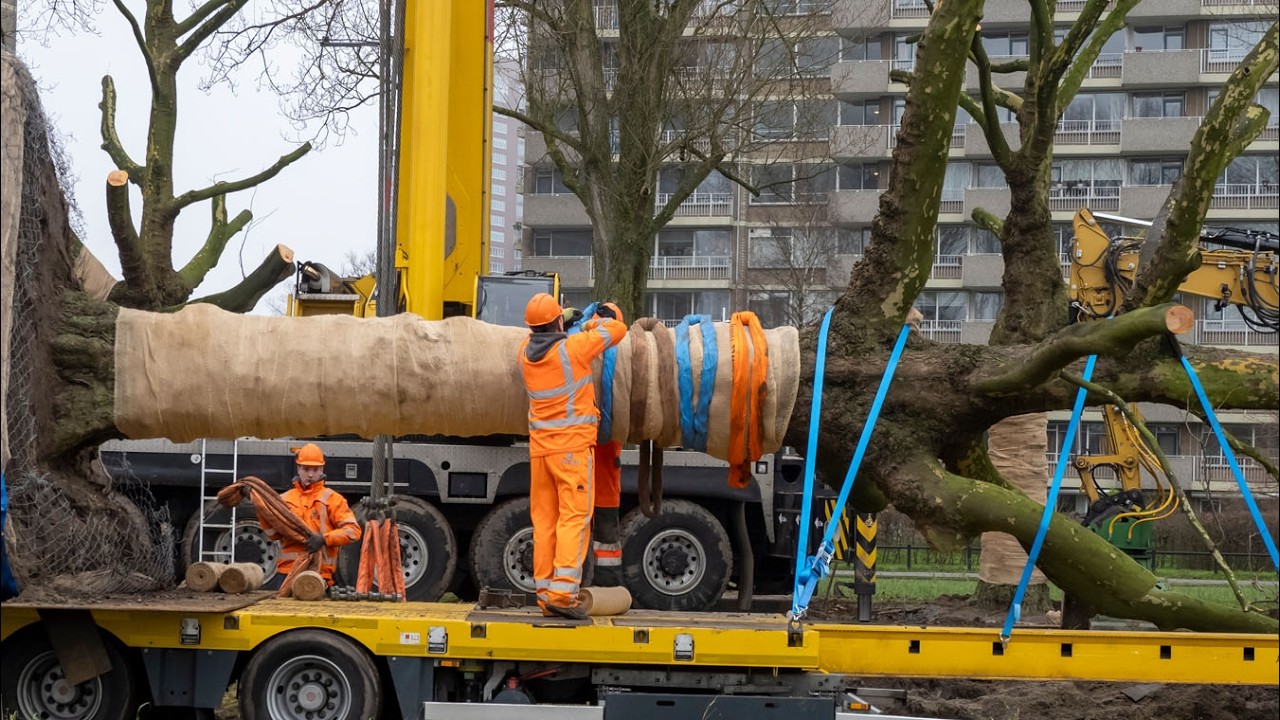 platanen verplanten Rotterdam