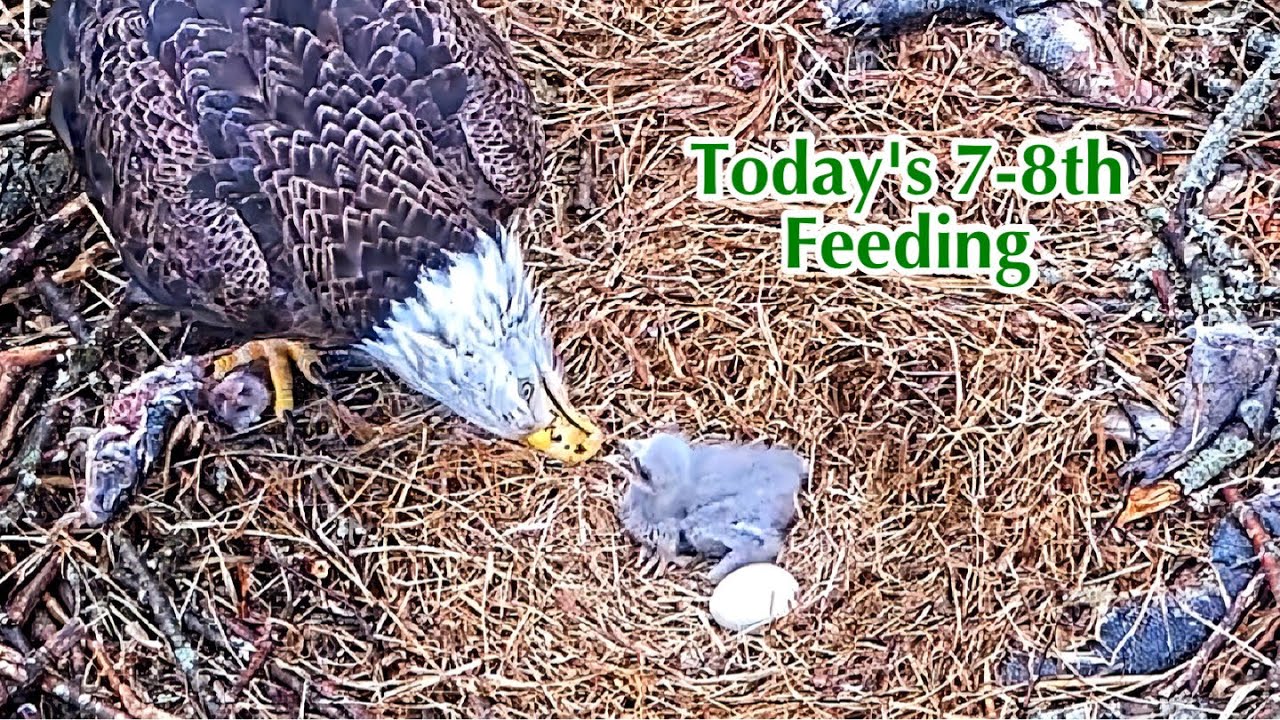 #90🦅🐥9°🥚／Duke Farms Eagle Nest 2026／Duke Mom💗Duke Dad／by Duke  Farms