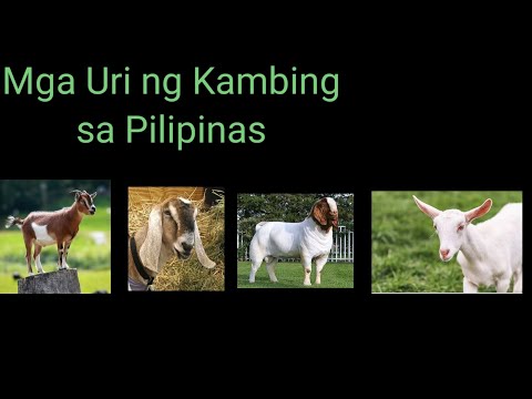 Video: Pagpapanatili Ng Isang Kambing Sa Bansa