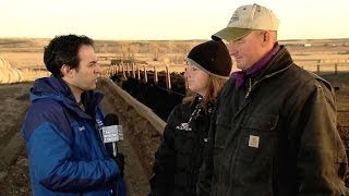 Cold Still Impacting Cattle Ranchers