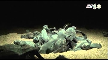 VTC14_Hàng nghìn con rùa đổ ra biển ở Mixico