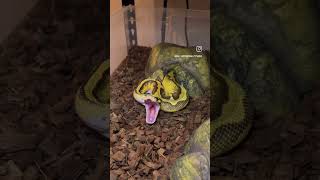 Big Snake Yawn🥱 #ballpython #reptiles #pets #snake #shorts #animals #fyp #viral #wildlife