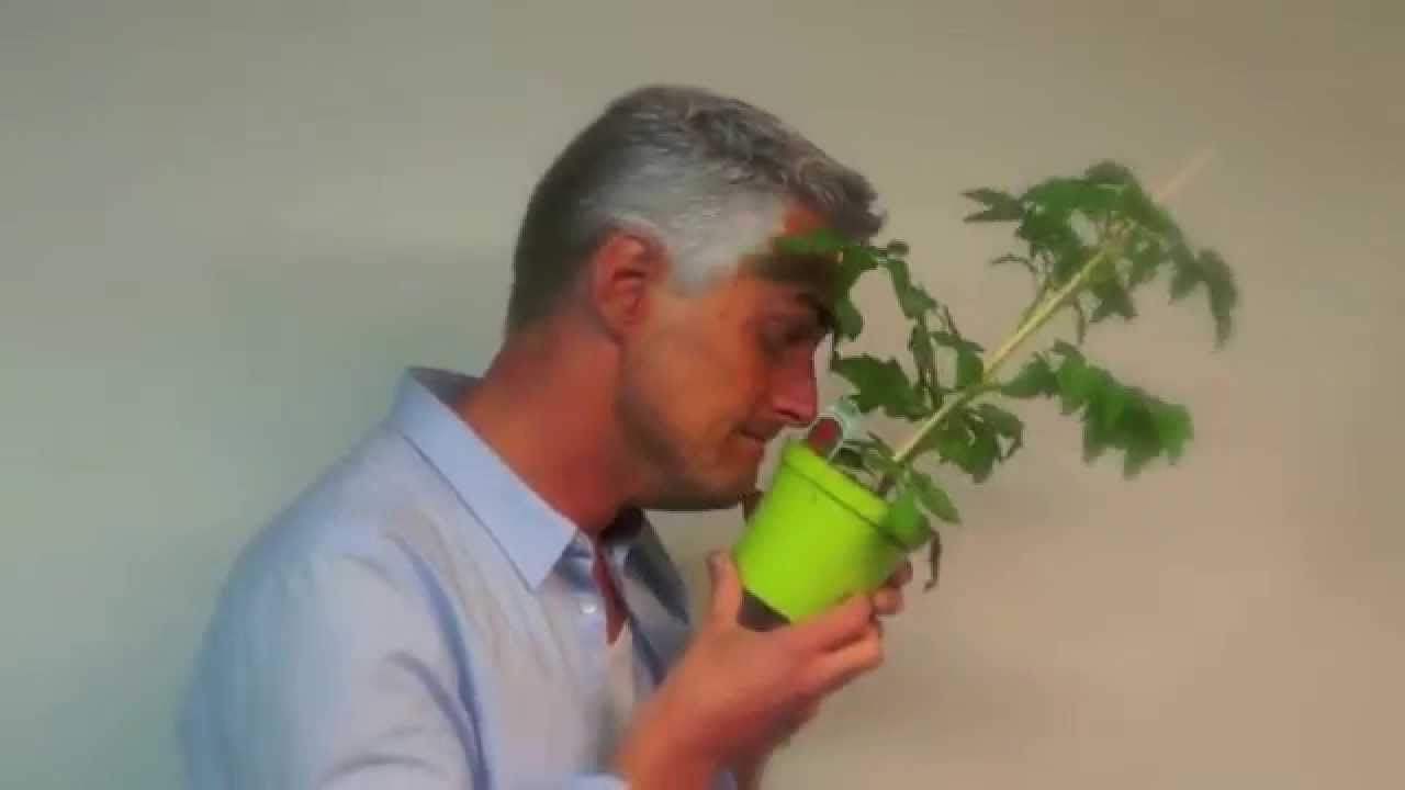 Ernst - Tomatplantan
