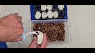 Ball Python Cutting Clutch 2026-13 Emotional Roller Coaster Egg Cutting This Ball Python Clutch