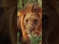 INTENSE Lion Roaring Sounds Scary Lions Roar Sound Effect 