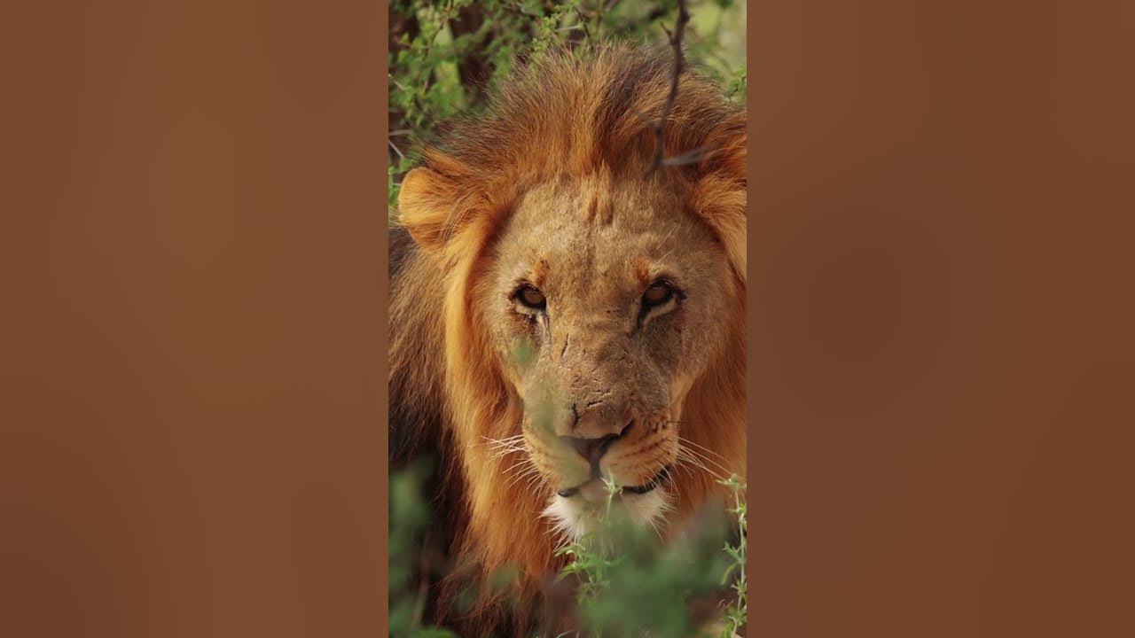 INTENSE Lion Roaring  Sounds/Scary lions Roar sound effect!