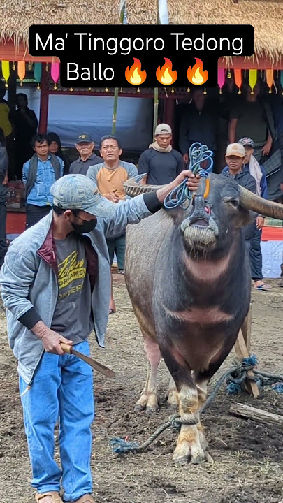 Ma' Tinggoro Tedong Ballo