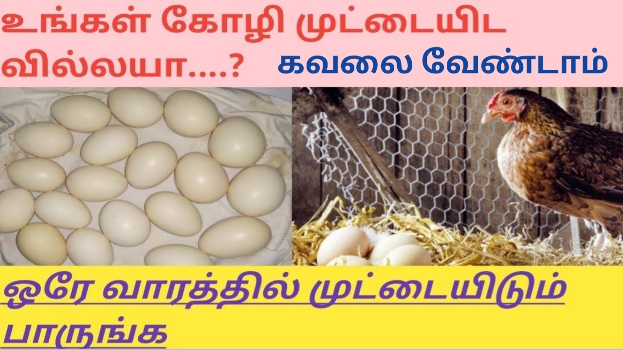 உங்கள் கோழி முட்டை இடவில்லயா | Treatment for chicken that doesn't lay egg | Valarppom Tamizha