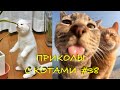 Смешные КОТЫ #38 / Лучшие приколы 2021 / Funny cats.