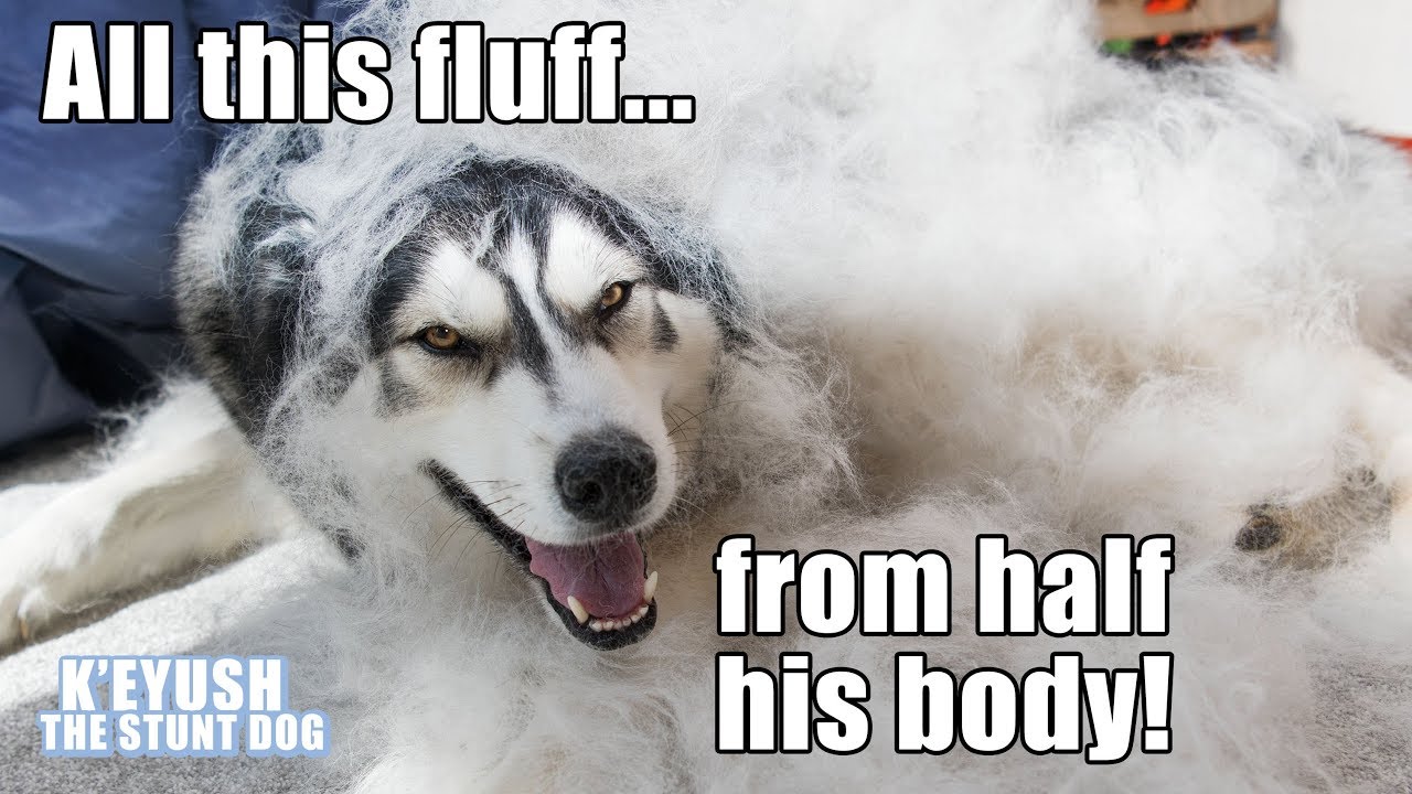 husky shedding solutions