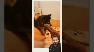 The End Funny Video Dog Reaction 🐕 🤣 😄 #funny #pets #funnydogs #cute #viralvideo