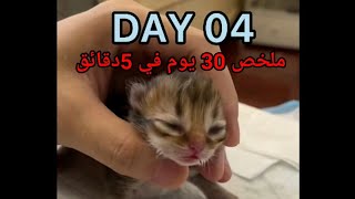 مراحل نمو القطط الصغيرة من عمر يوم الي 30 يوم شهر