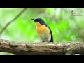 Tickell&#39;s blue flycatcher- with call- Wildstep India, Gujarat-HD