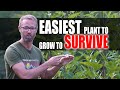 Easiest Plant To Grow To Sustain Your Family!