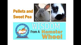 Petland Topeka: Wisdom from a Hamster Wheel by Petland Topeka 8 views 1 year ago 1 minute, 18 seconds